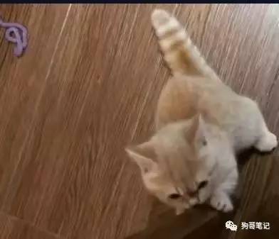 小胖猫扒拉着主人腿,各种卖萌求零食真磨人