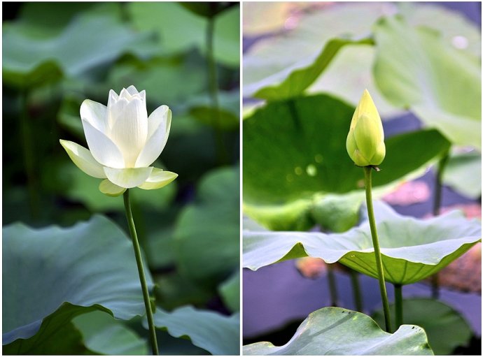 南普陀,古寺白莲相映成趣