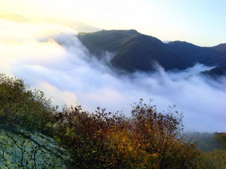 成语淮什么山_木淮是什么蛙(4)