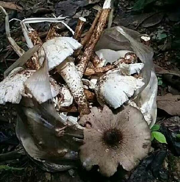 云南野生菌种鸡枞雨后破土而出黑白两种气香味浓