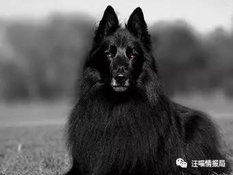 第15位 schipperke史奇派克犬,belgian sheepdog 比利时牧羊犬第14位