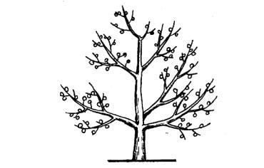 长期以来,由于核桃树管理较为粗放,加之一些树远离人家,病虫害发生较