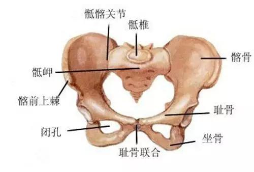 骨盆由骶骨,尾骨和左右两块髋骨及其韧带连结而成.