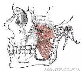 与咬肌纤维方向相似,止于下颌角内侧面及翼肌粗隆