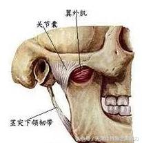 功能:使下颌骨向前并降下颌骨.