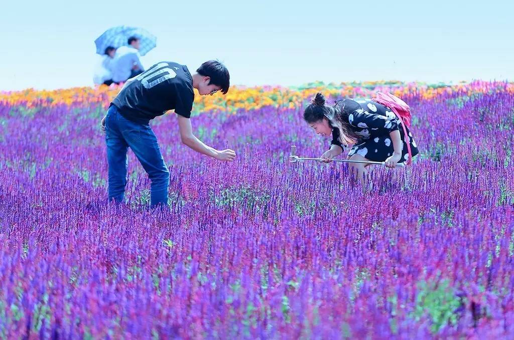 刷爆北京朋友圈的千亩花海,不收门票还能美到爆!