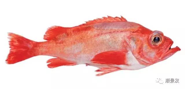 海味臻品——冰岛深海红鱼即将上市