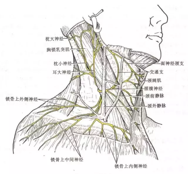 颈部的体表标志和投影及其临床意义