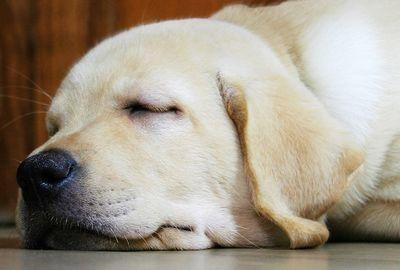 狗狗为什么老喜欢趴地上睡,离不开这五个原因