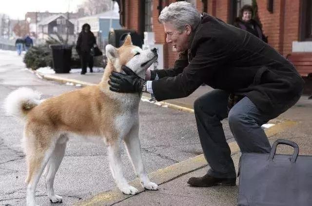 还是看一次哭一次的《忠犬八公的故事》?