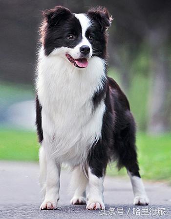 边境牧羊犬原产于苏格兰边境,为柯利牧羊犬的一种