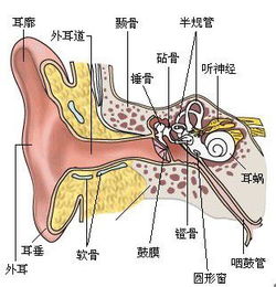 助听器的工作原理是怎么样的?