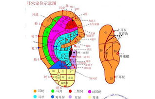 耳朵结构图