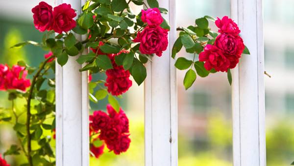 极萃本草机:玫瑰花的种植及生长周期