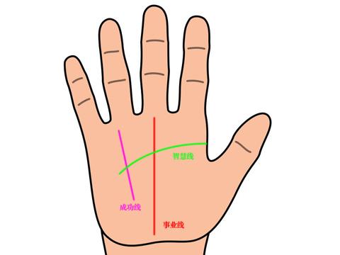 若事业线从手掌根部出发,一直延伸向上并穿过感情线,直达中指根部,则