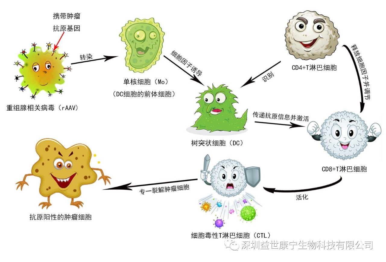 作为肿瘤治疗第四大手段的actl靶向性免疫治疗技术,经临床实践表明