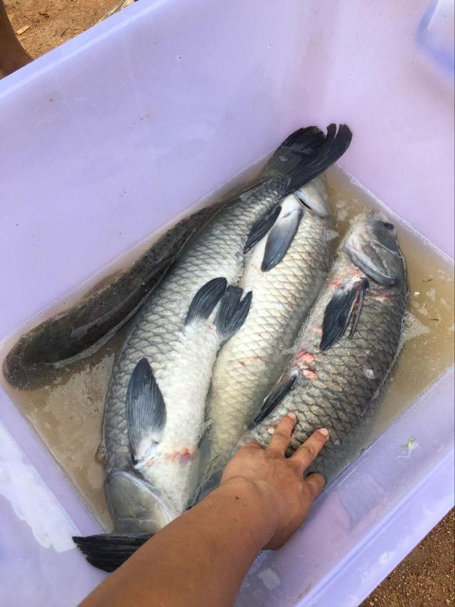 青鱼比草鱼有劲 但也比不上泰鲮 大弯弓太过瘾!