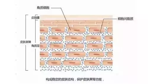 砖墙结构 皮肤的角质层细胞和细胞之间通过脂质(主要由神经酰胺,游离