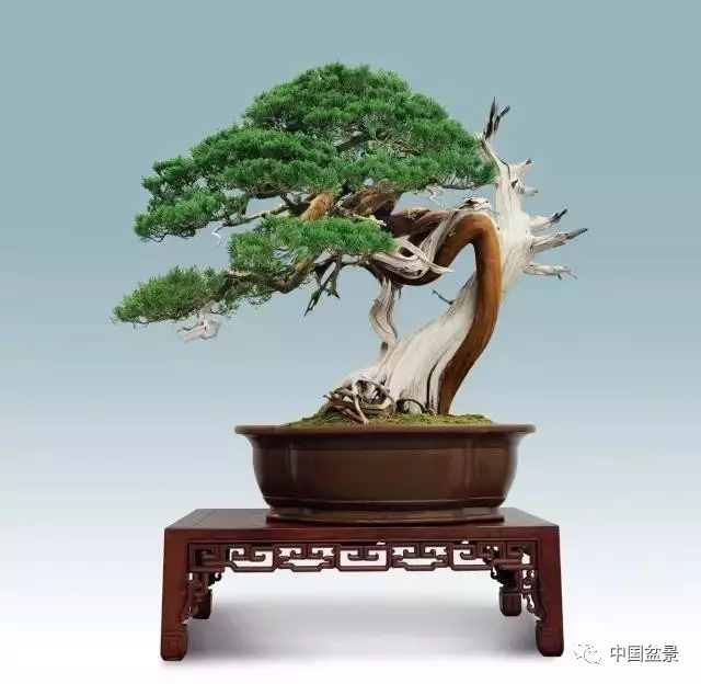 真柏 高85cm 王朝君藏品 2016中国唐苑第四届唐风盆景展三等金奖