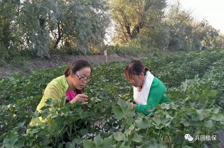 兵团第七师128团2017年第十三期植保会议纪要