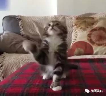 会跳点头舞的猫咪太魔性,看了忍不住跟它一起摇摆