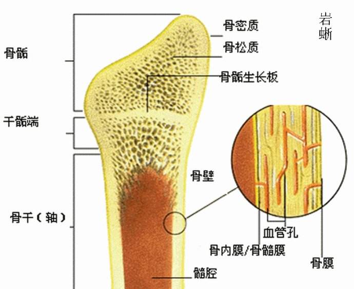 骨是有活力的组织,它的外部为骨密质,内部为骨松质.