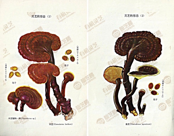 跟着1976年的那本《灵芝》,重新认识灵芝