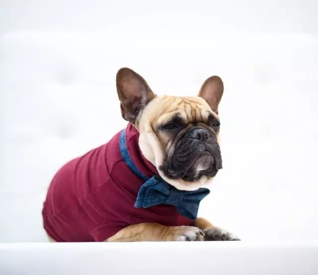 浅谈网红狗只是比我家的法斗犬多了一件好看的衣服