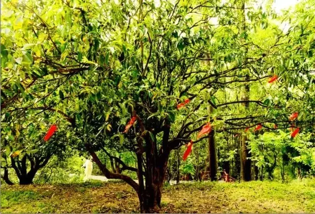 普安红茶树