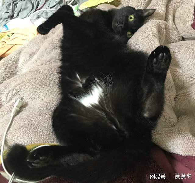 穿了白内裤的黑猫魅惑的纯白三角地带73