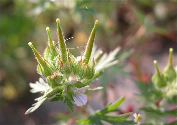 4:鲜老鹤草,鲜犁头草适量.用法:捣烂敷患处.主治:痈疽疖肿.