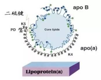 邹元生教授讲沙棘对世界医学四大难题的重要贡献