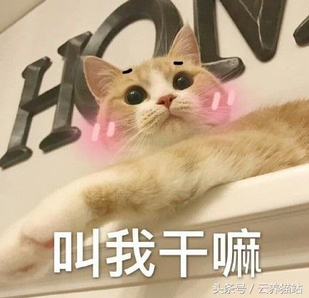 猫咪真是行走的表情包啊!还有谁比它们更逗逼?