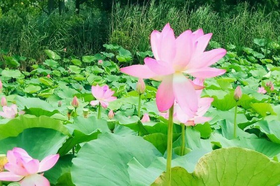 谈起我心爱的土琵琶简谱_谈起我我心爱的土琵琶