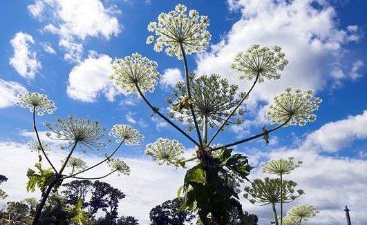 美国旅游惊现恐怖植物堪称夏日杀手