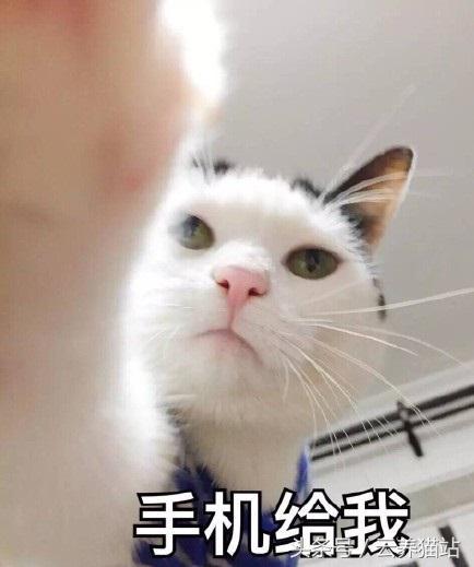 猫咪真是行走的表情包啊!还有谁比它们更逗逼?