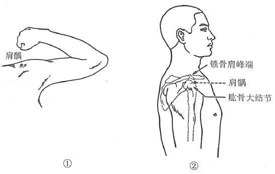 肩髃,又名肩尖,肩骨,中肩井,偏骨,髁骨,扁肩.