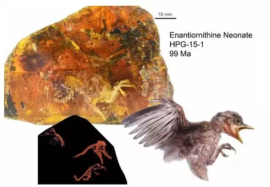 好奇丨一只9900万年前的小鸟雪藏9厘米琥珀中