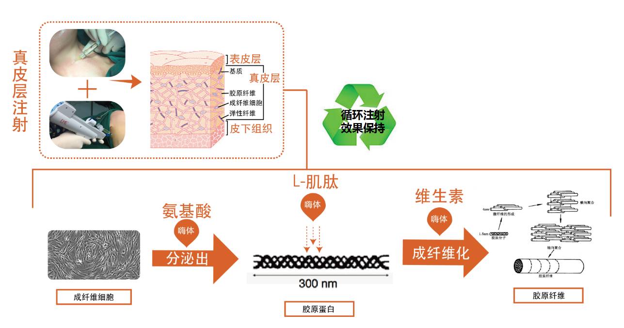 血清疗法的原理是什么意思_血清高是什么原因(2)