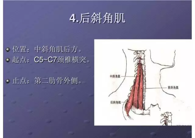 颈项部肌肉基础解剖——起止点及作用