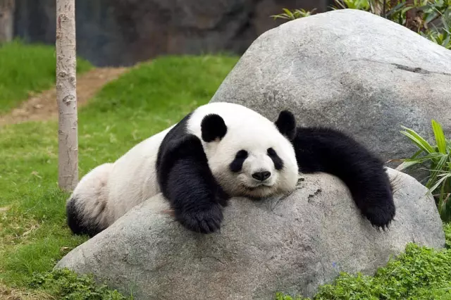 大熊猫,它们有着圆形脸颊,两个大黑眼圈,壮硕的身体,标志性的内八字