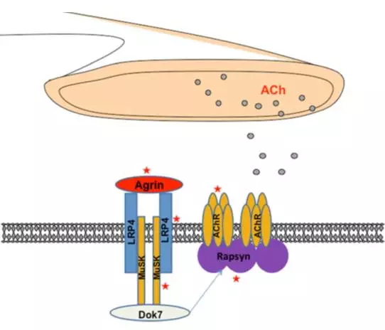 乙酰胆碱受体(achr,超过70%的重症肌无力患者体内都能检测到achr抗体