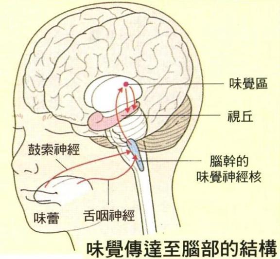 正常人口水是什么味道_什么是口水疹图片(2)