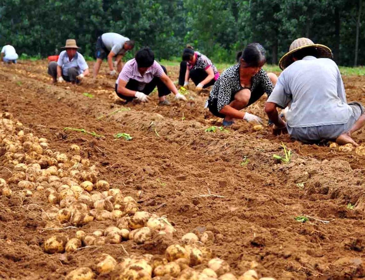 山东潍坊南部农民种植的土豆今年又丰收了,但今年种植户们却说丰产不