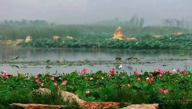 汶上县莲花湖湿地位于汶上县城北沿滨湖大道两公里处,占地4300余亩