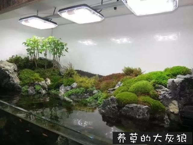 水草缸雨林缸造景:水陆缸集百家之长