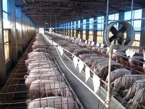 海南:生猪标准化规模养殖场将获补助大型养猪场平均获补80万元