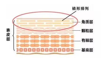 角质其实就是人体老化死亡的细胞,而角质层就是由15到20层这样的细胞