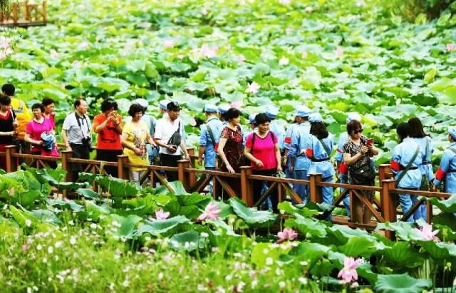 借助荷花节这一盛事,洪湖旅游势必将实现从洪湖蓝田到洪湖生态的蝶变