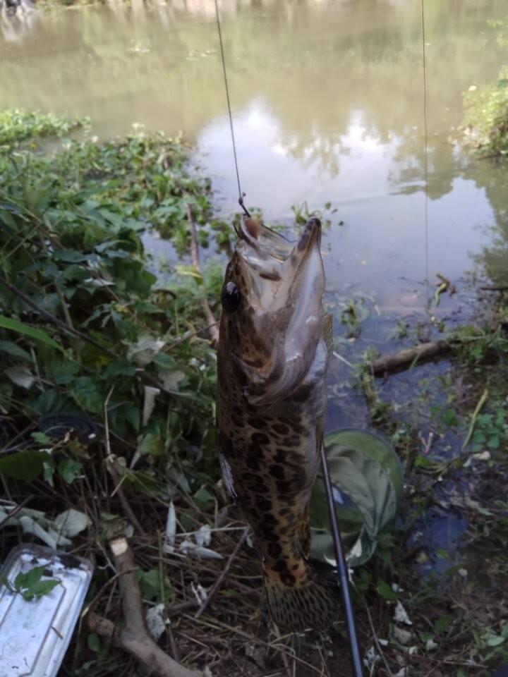 挖几十条蚯蚓,开车到野外去钓鱼,手竿还能钓鳜鱼